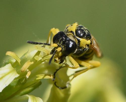Réf. 227 380 : Elinora baetica dominiquei